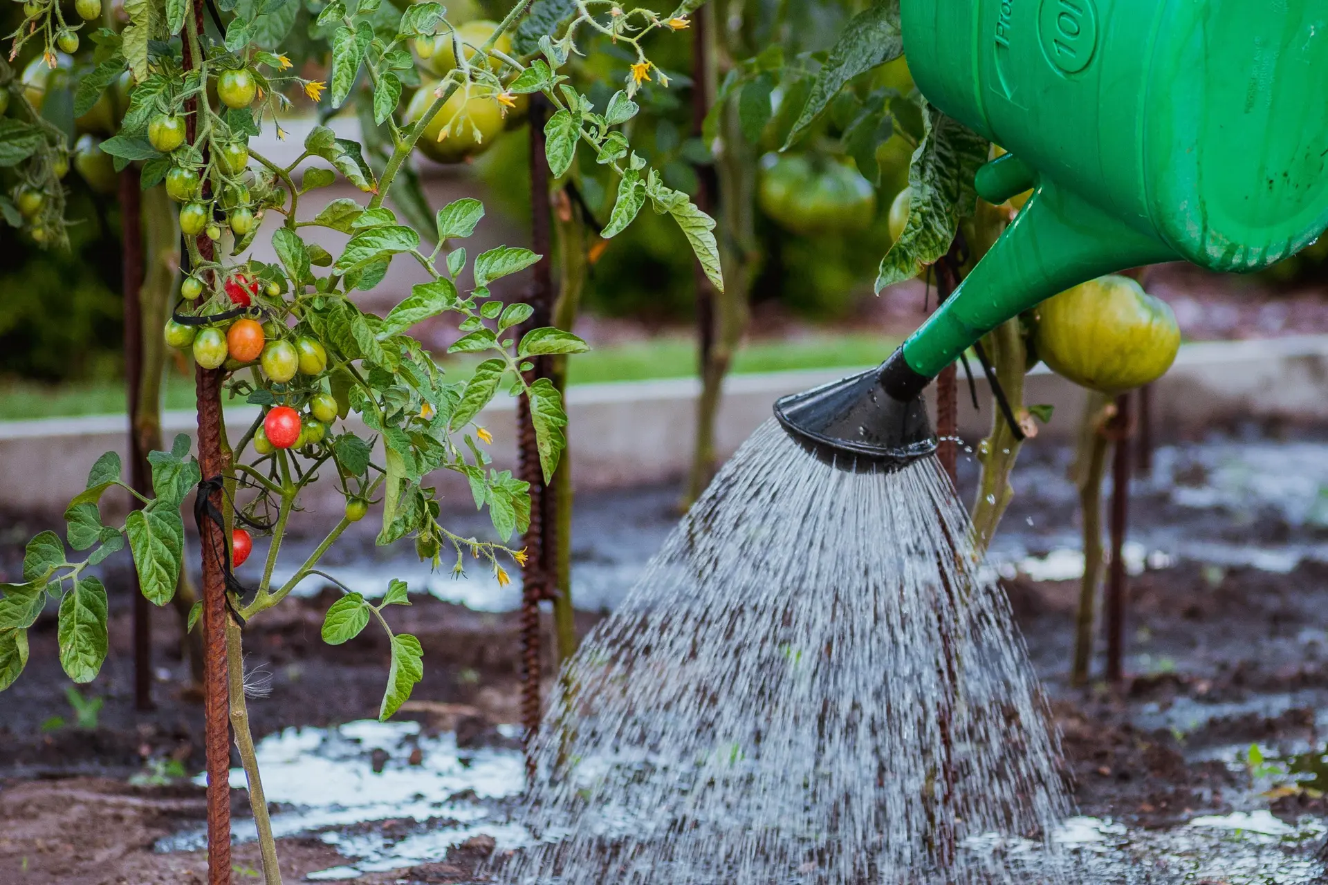 2026_04_faesser_blog_gartenbewaesserung-fass-ibc